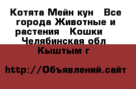 Котята Мейн кун - Все города Животные и растения » Кошки   . Челябинская обл.,Кыштым г.